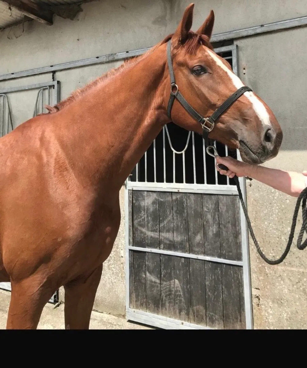 4YO Gelding. 170cms. - Image 3