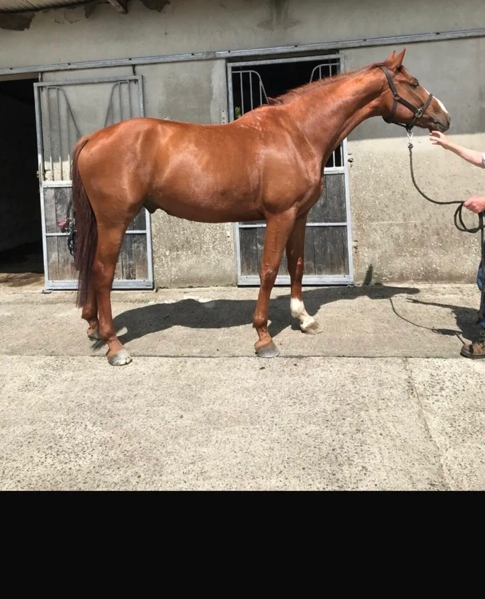 4YO Gelding. 170cms. - Image 4