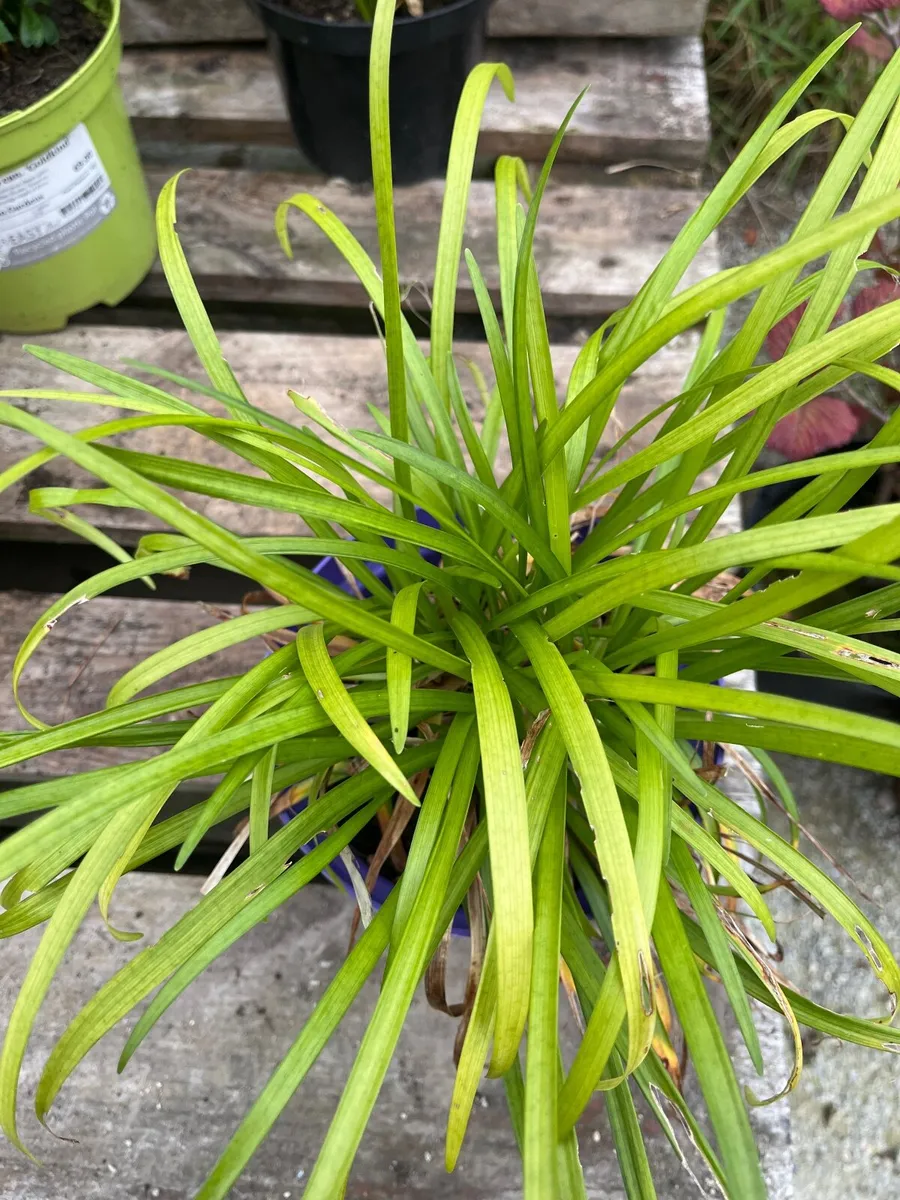 Liriope muscari ‘Big Blue’