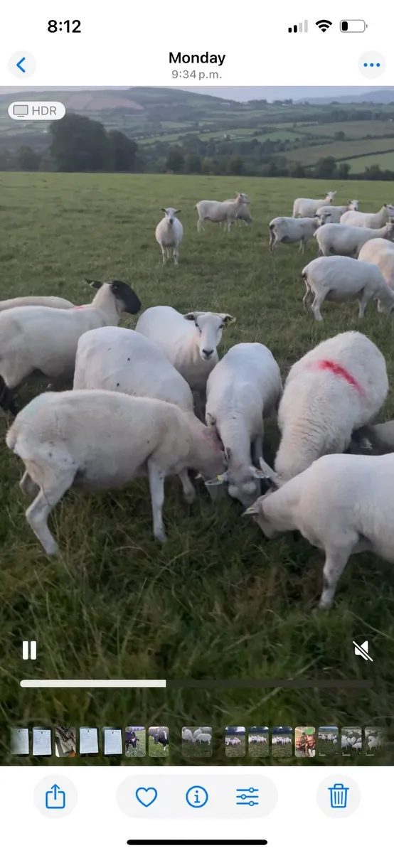 Sheep wanted. Ewes - Image 1