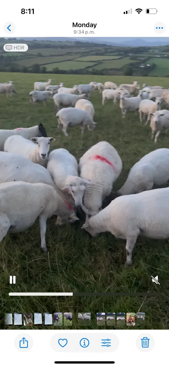 Sheep wanted. Ewes - Image 2