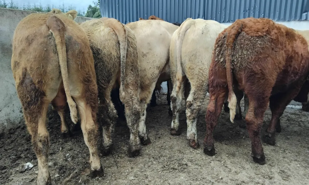 10 super bullocks - Image 3