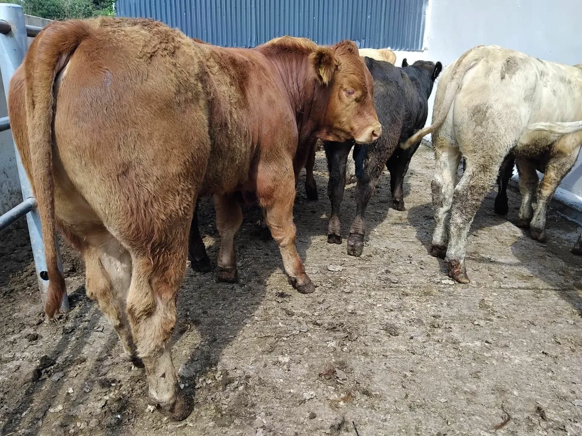 10 super bullocks - Image 4