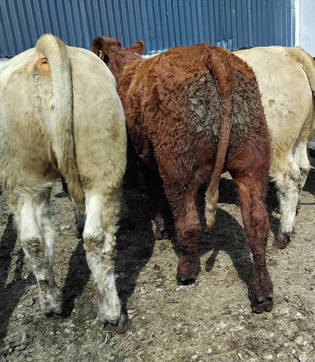 10 super bullocks - Image 2
