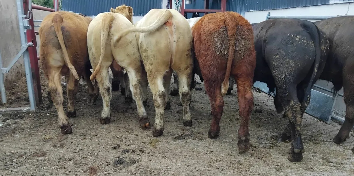 10 super bullocks - Image 1