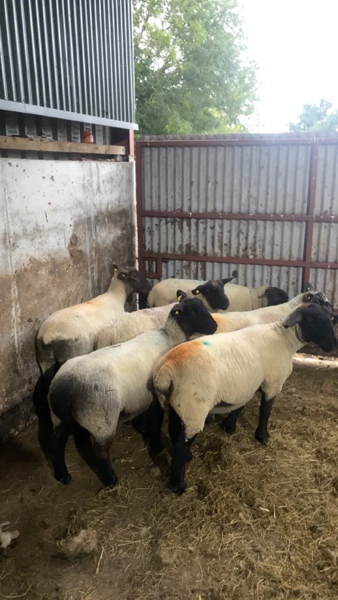 6 December lambing ewes 🎄 - Image 1