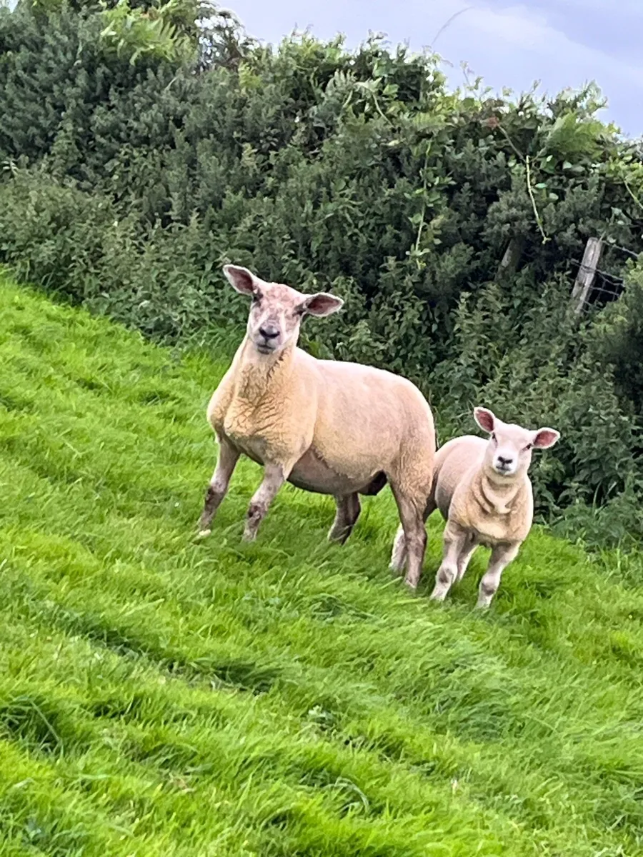 🔥sufftex hogget , ram lamb at foot 🔥 - Image 1