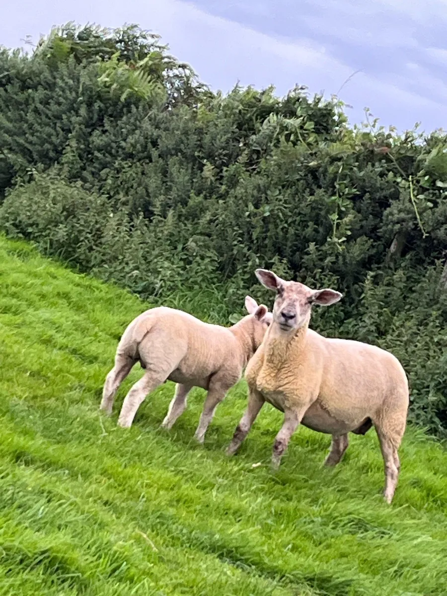 🔥sufftex hogget , ram lamb at foot 🔥 - Image 2