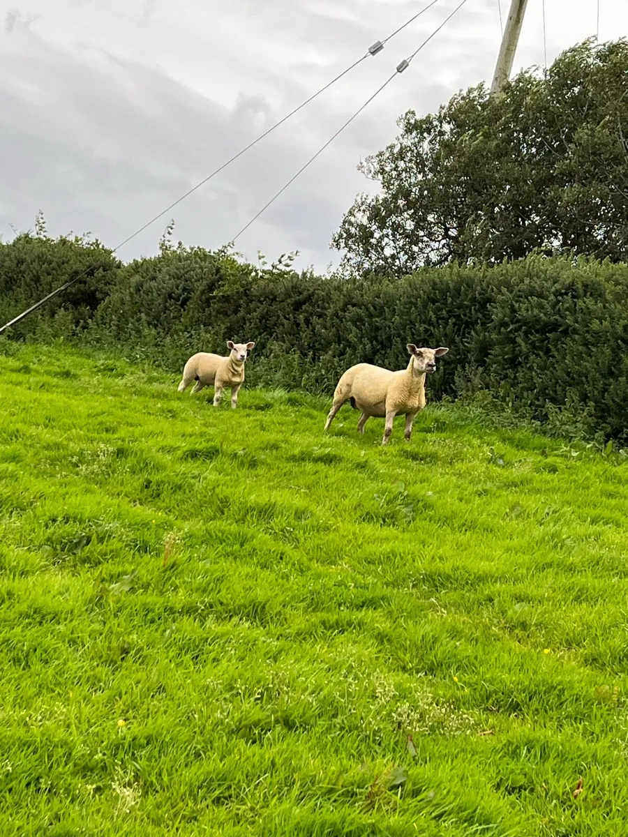 🔥sufftex hogget , ram lamb at foot 🔥 - Image 3