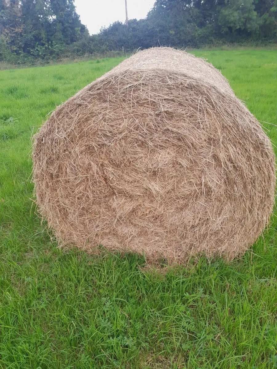 Hay - Image 1