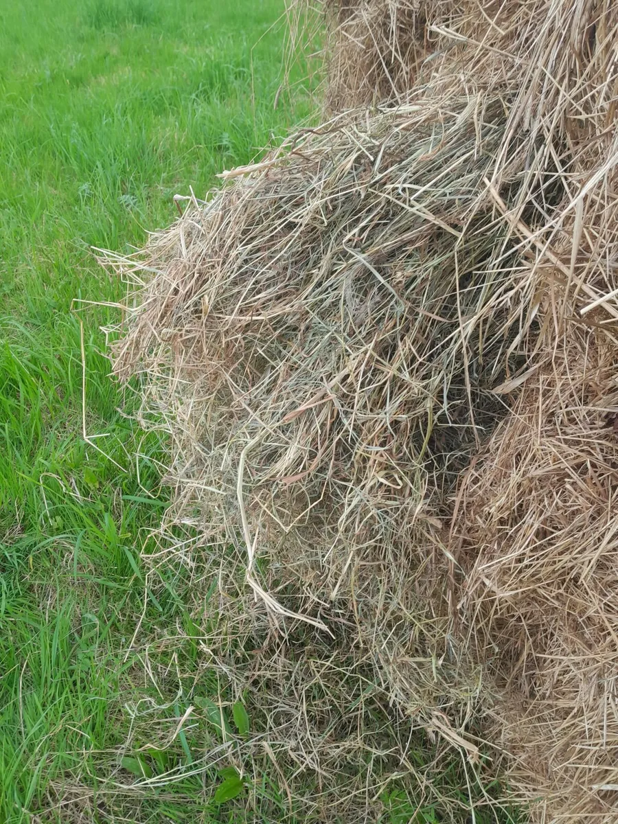 Hay - Image 2