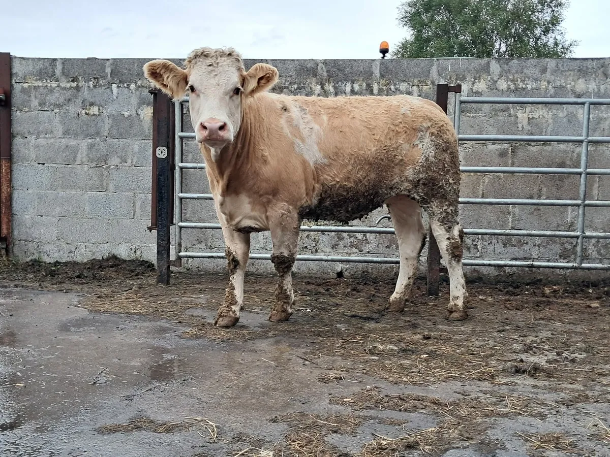 Smashing six heifer - Image 1