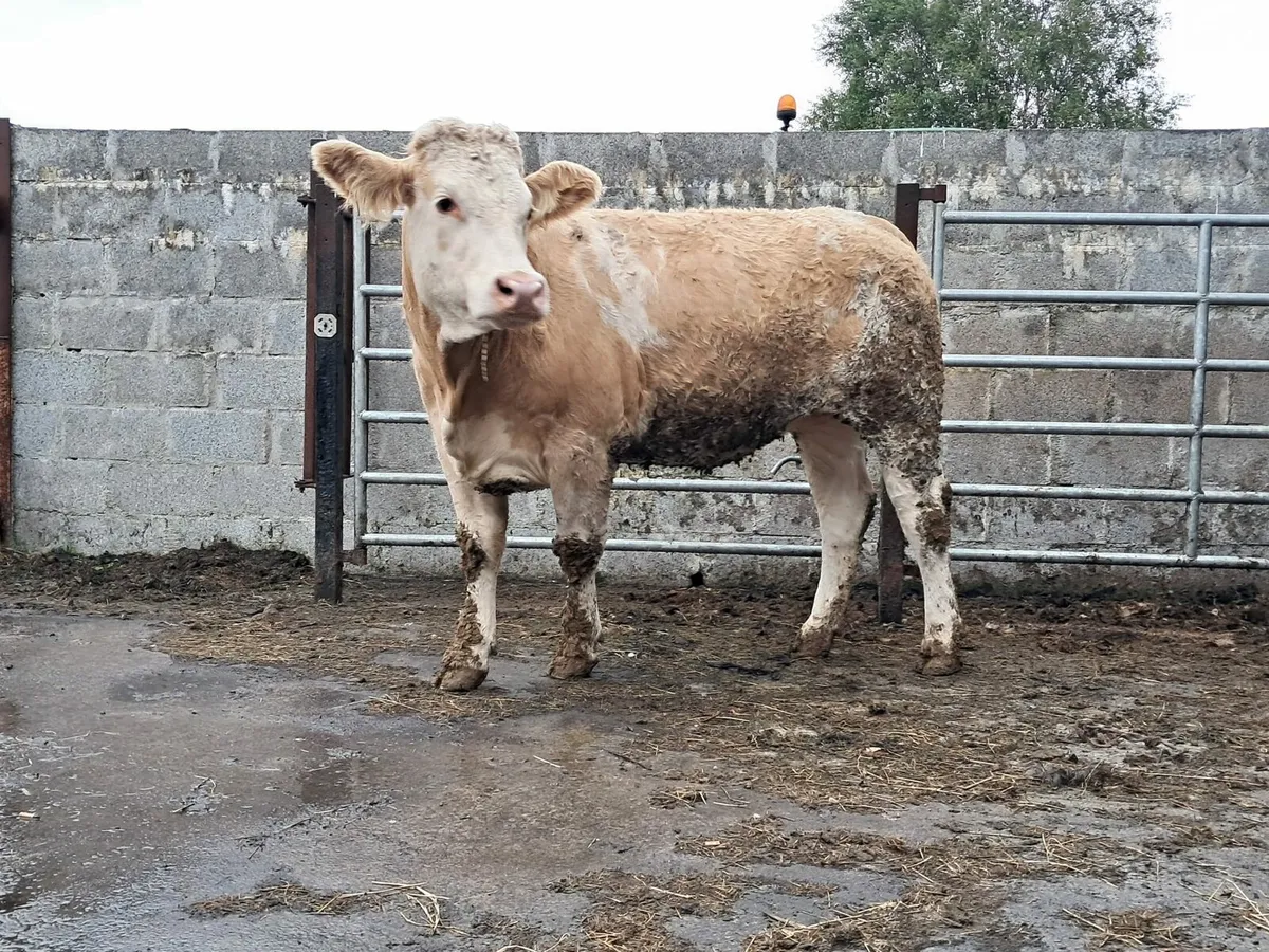 Smashing six heifer - Image 2