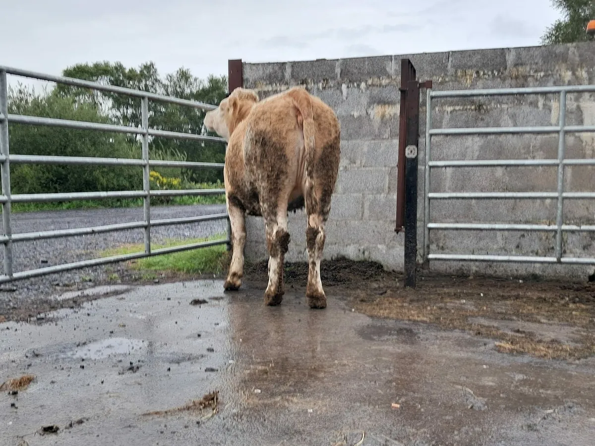 Smashing six heifer - Image 3