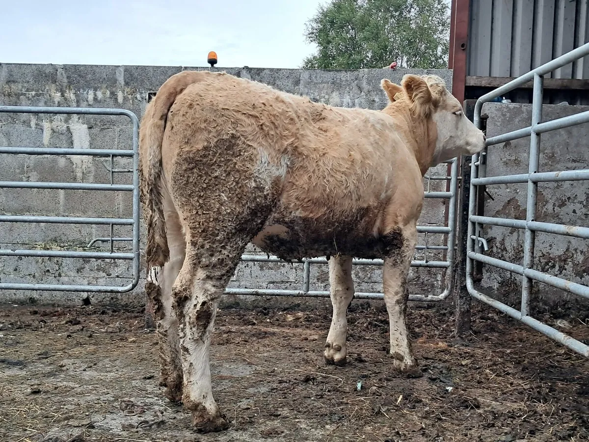 Smashing six heifer - Image 4