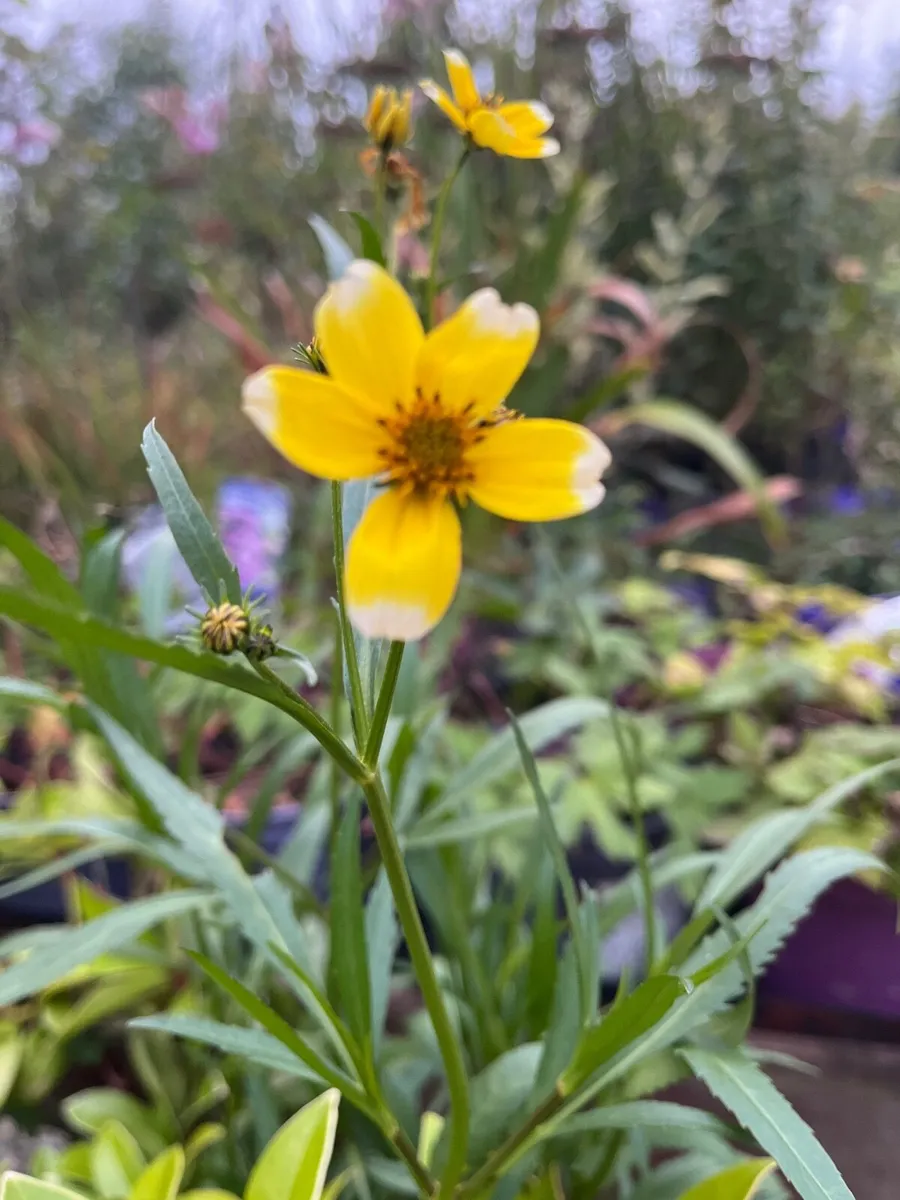 Bidens 'Hannay's Lemon Drop'