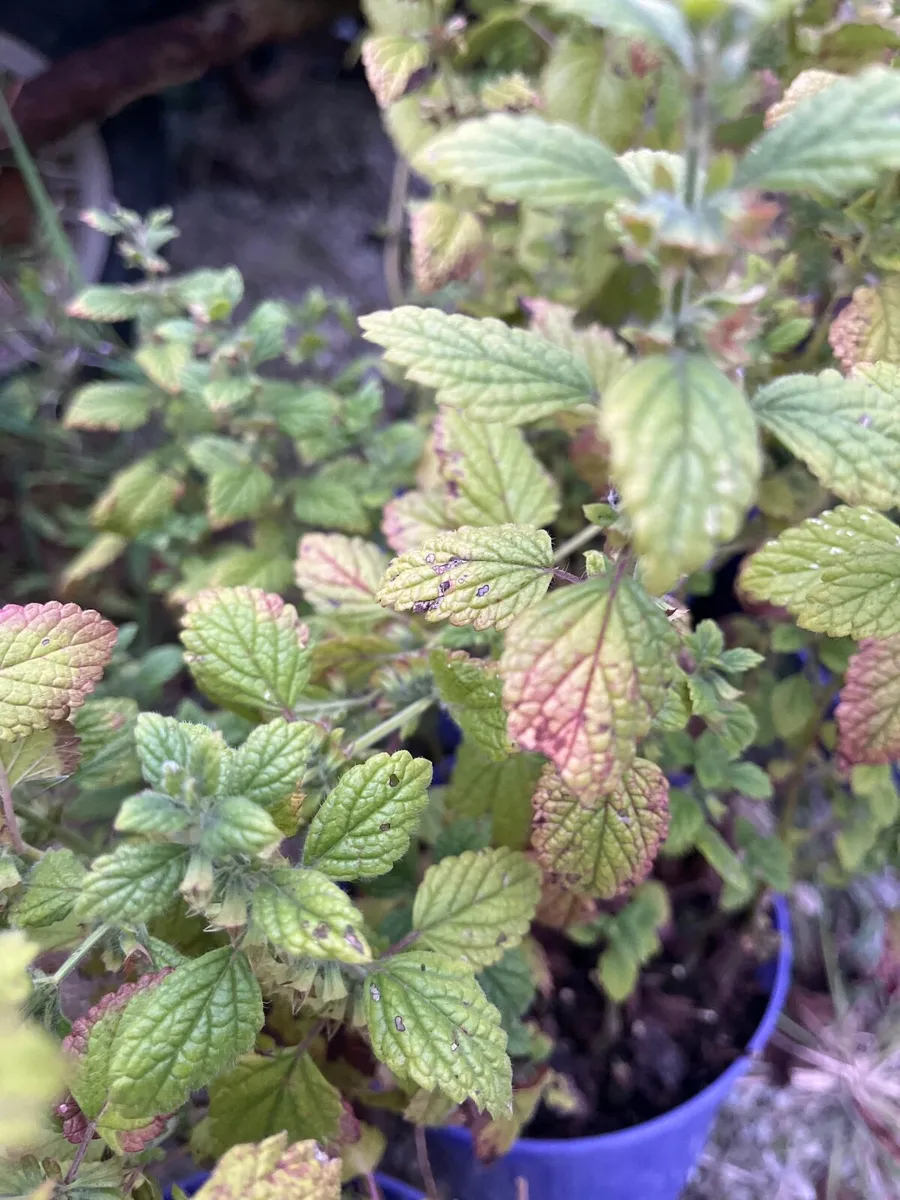 Lemon balm
