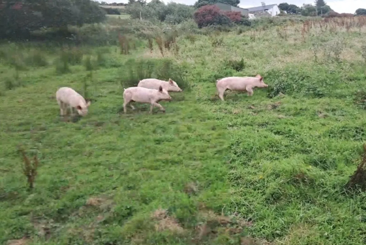 Organic guilts in pig sows .and piglets for sale - Image 1