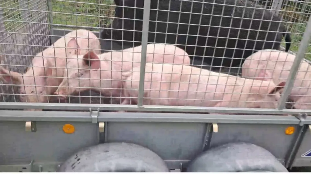 Organic guilts in pig sows .and piglets for sale - Image 2