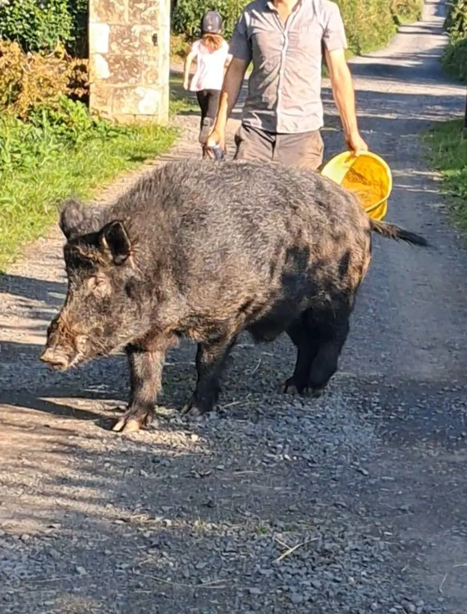 Organic guilts in pig sows .and piglets for sale - Image 3