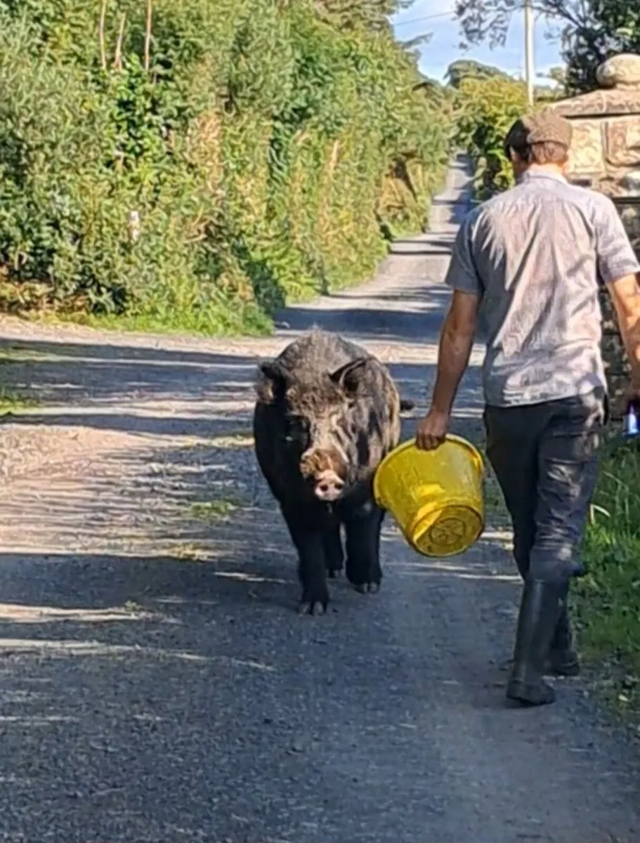 Organic guilts in pig sows .and piglets for sale - Image 4