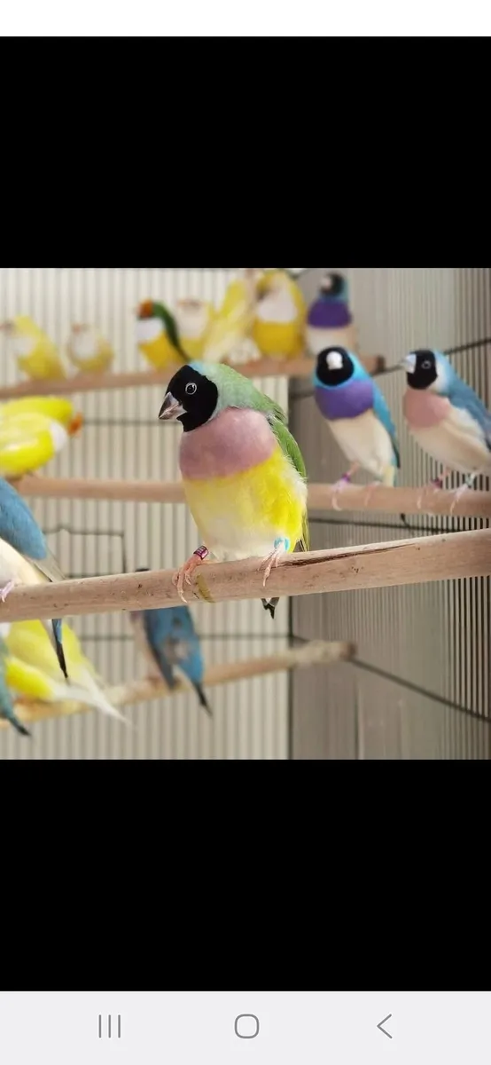 gouldian finch - Image 1