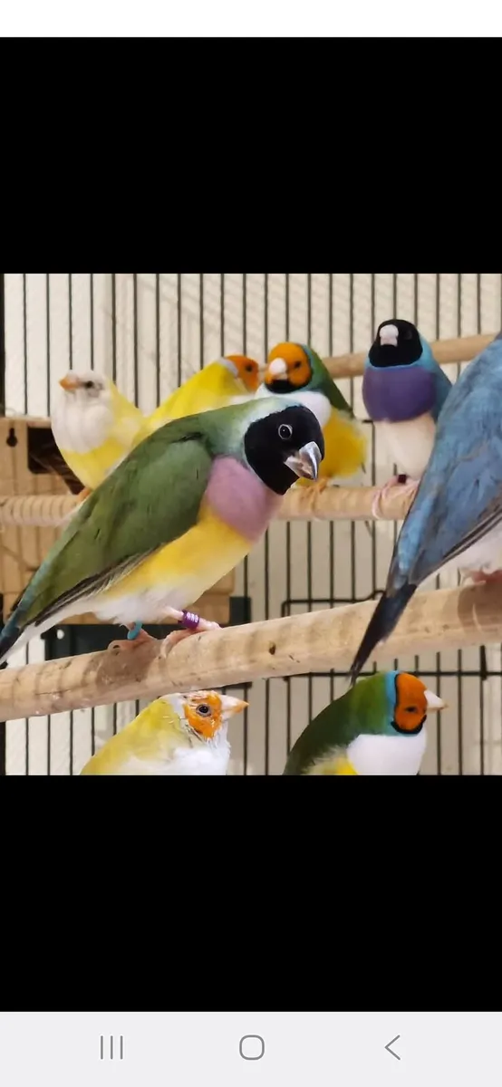 gouldian finch - Image 2