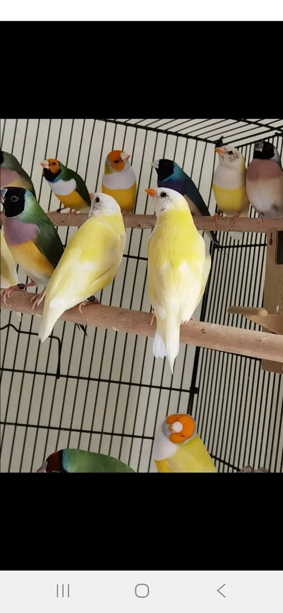 gouldian finch - Image 3