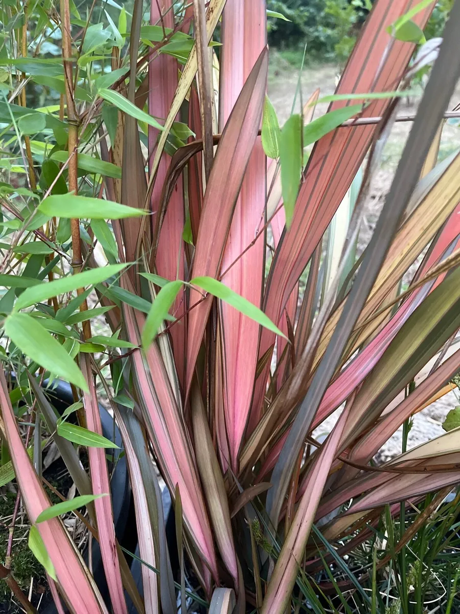 Phormium ’Flamingo’ - Image 1