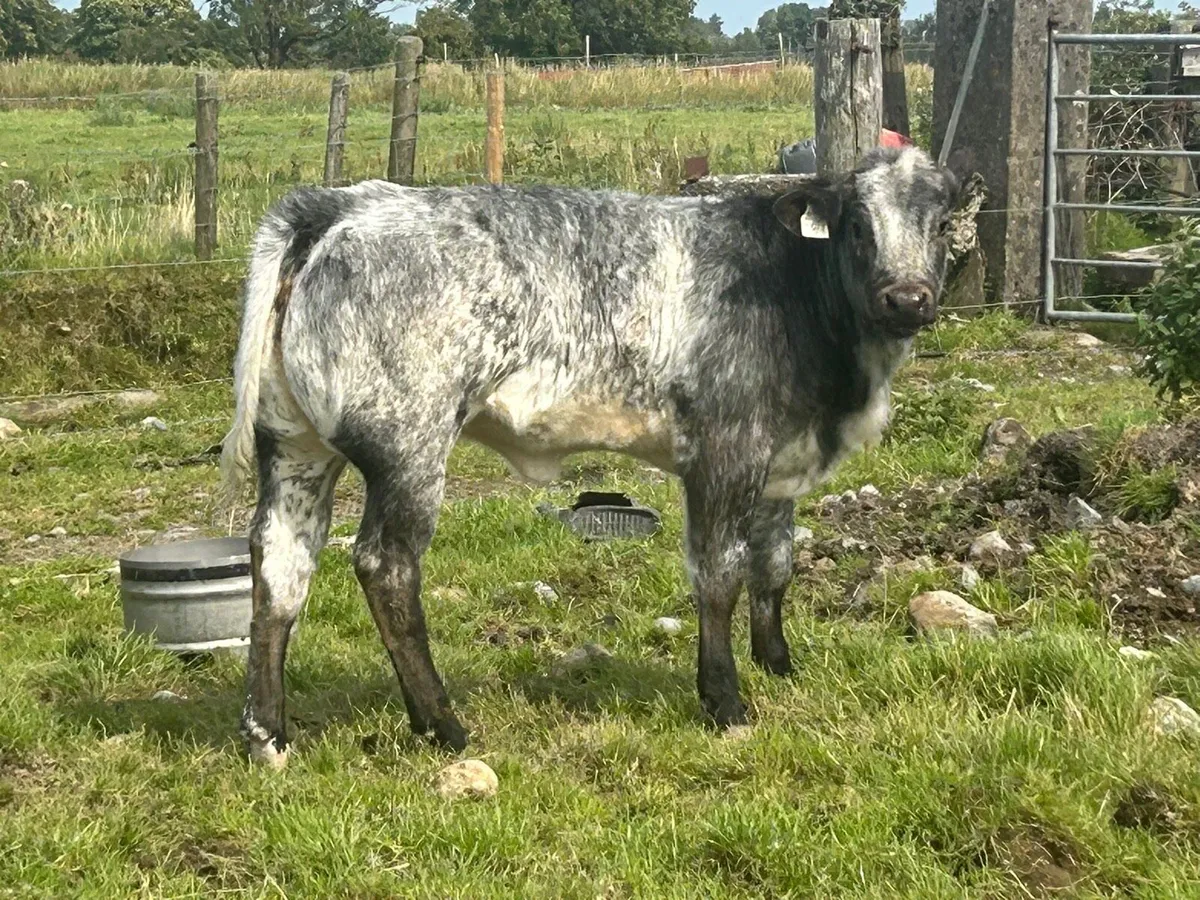 Cow and calf - Image 2