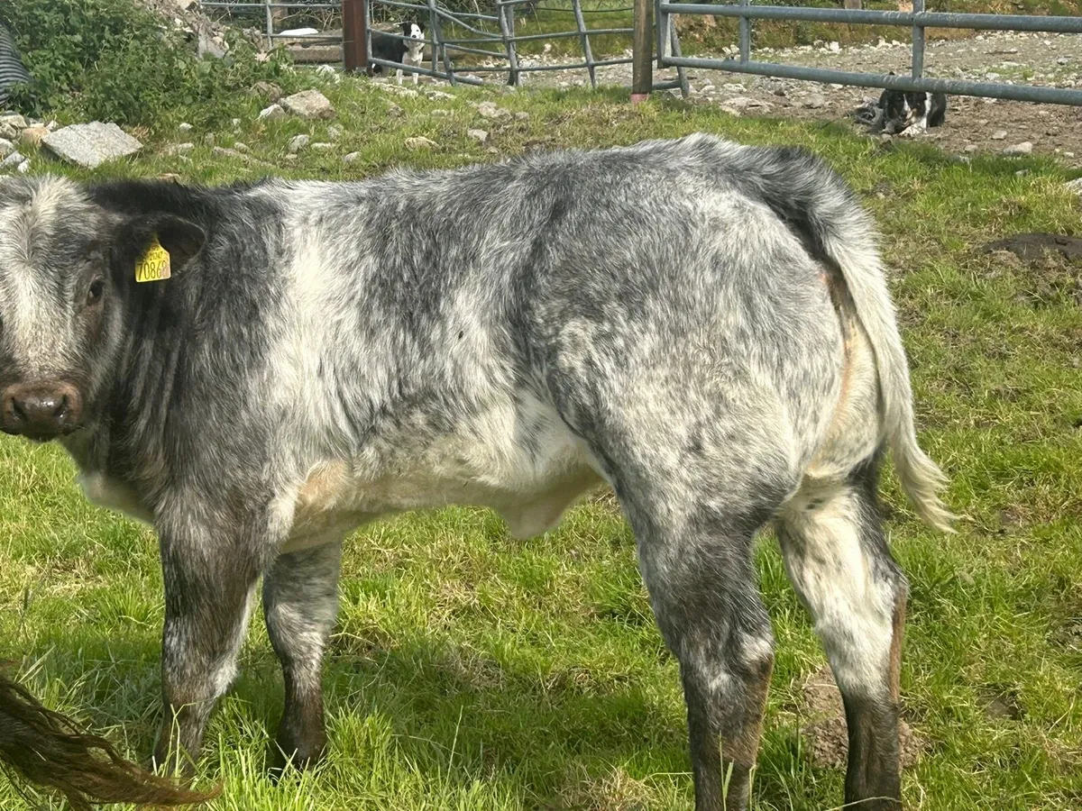 Cow and calf - Image 3