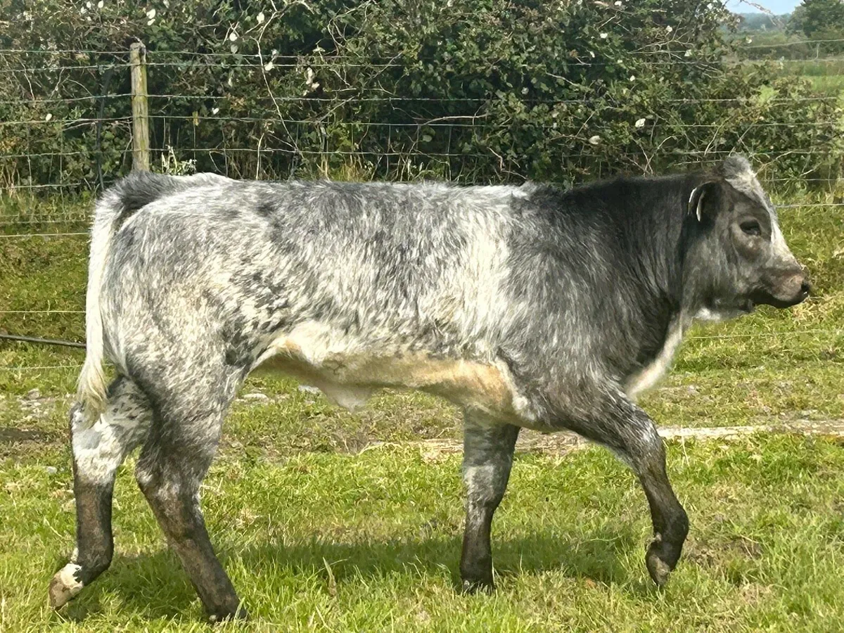Cow and calf - Image 4