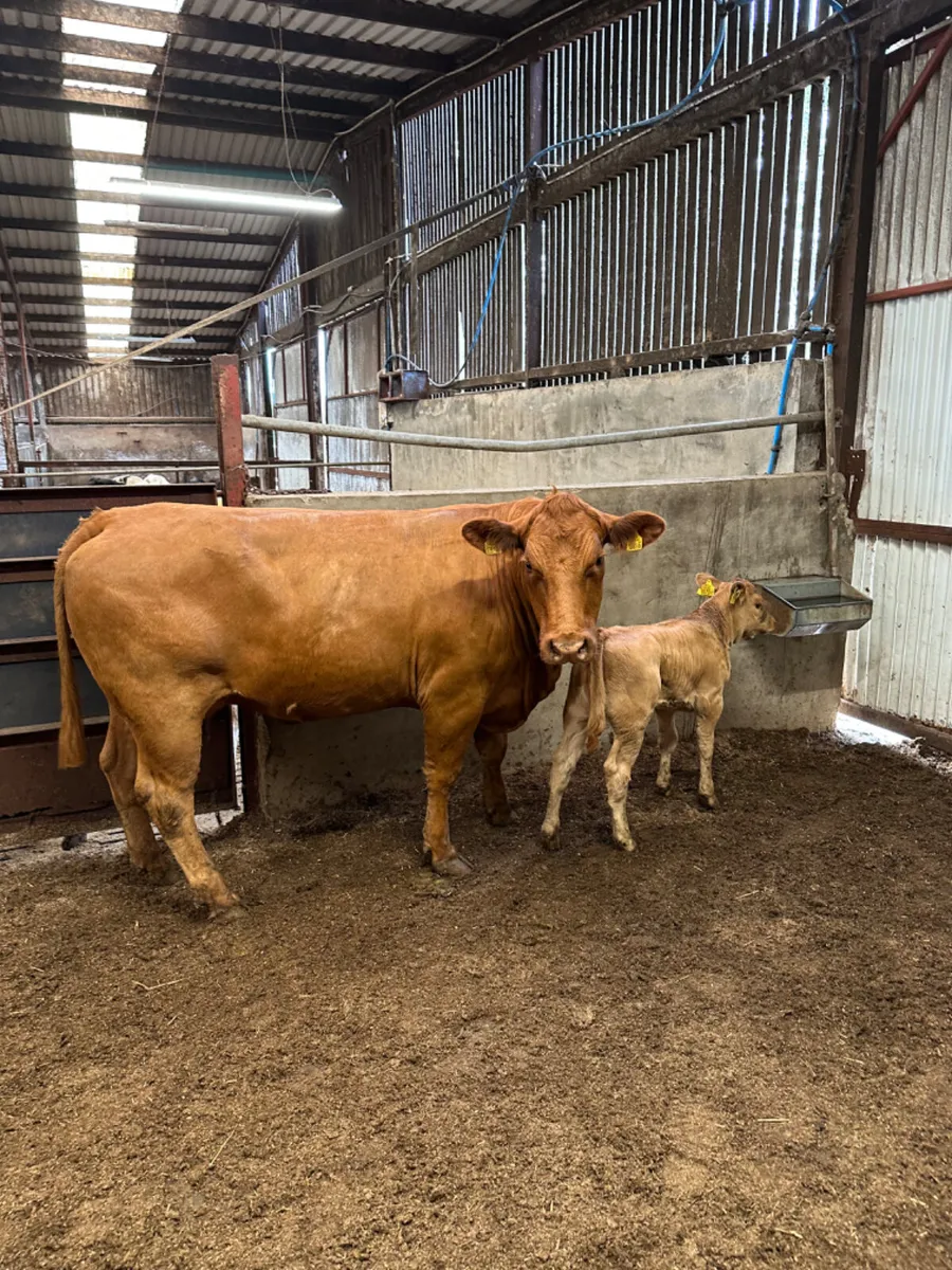 Blonde heifer and calve - Image 1