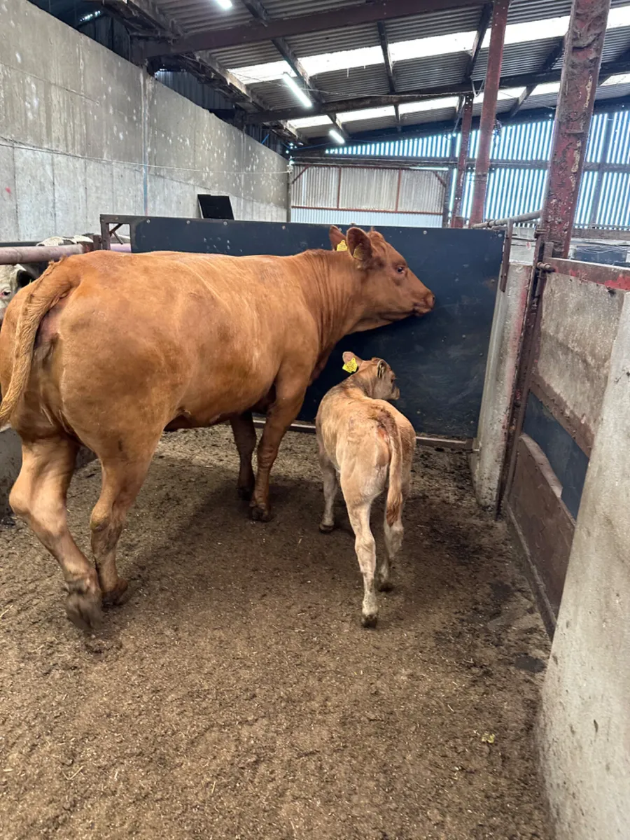 Blonde heifer and calve - Image 2