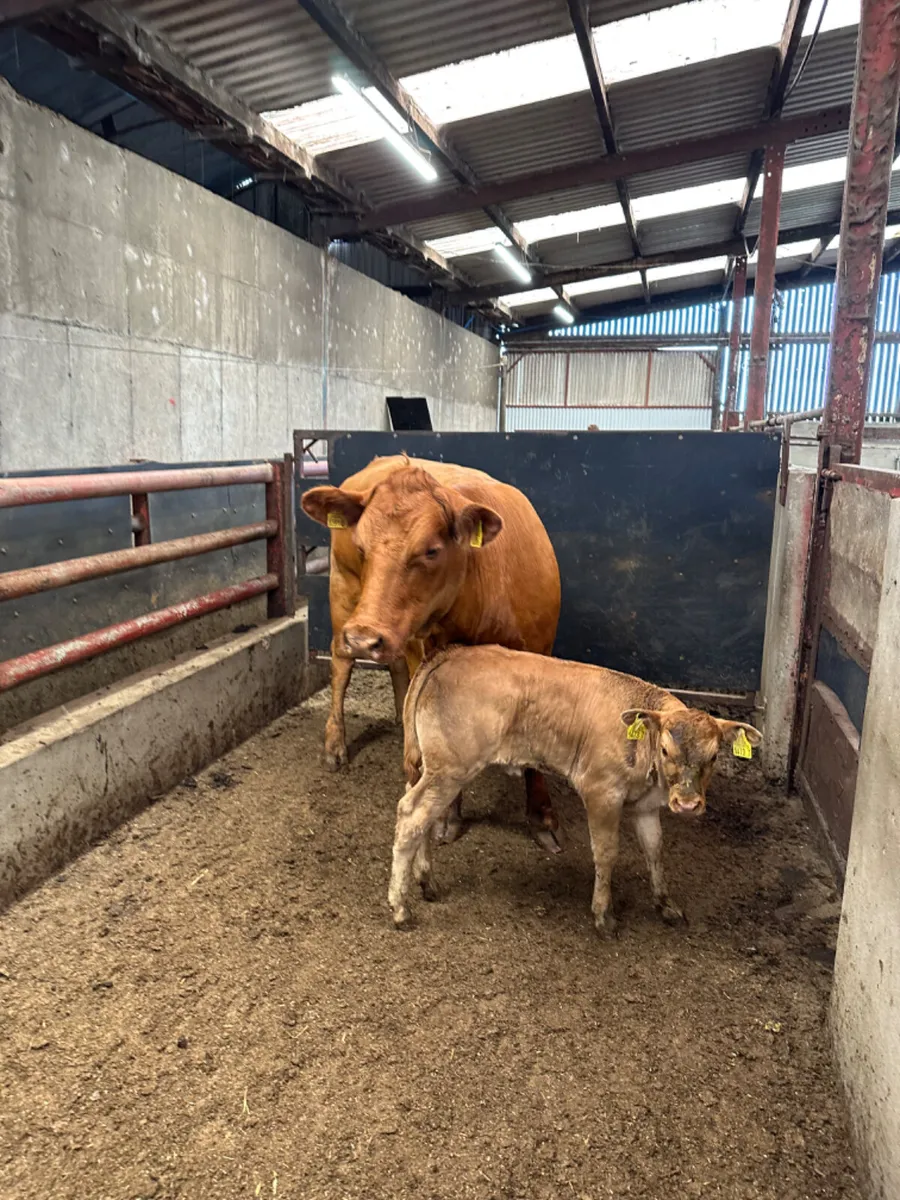 Blonde heifer and calve - Image 3