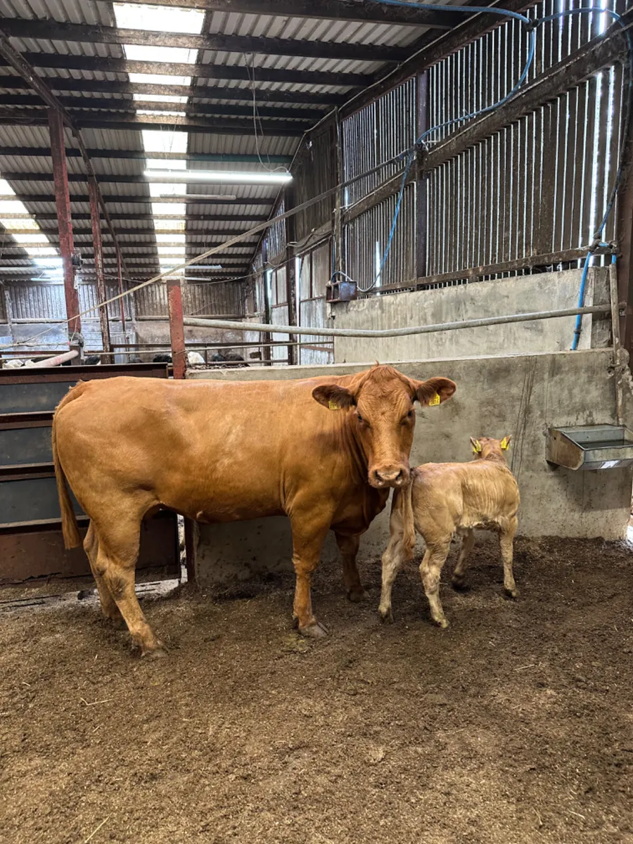 Blonde heifer and calve - Image 4