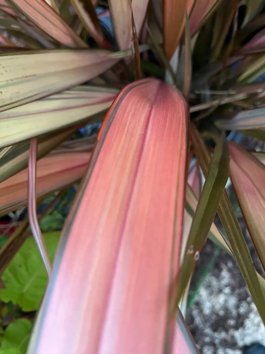 Phormium ’Flamingo’ - Image 3