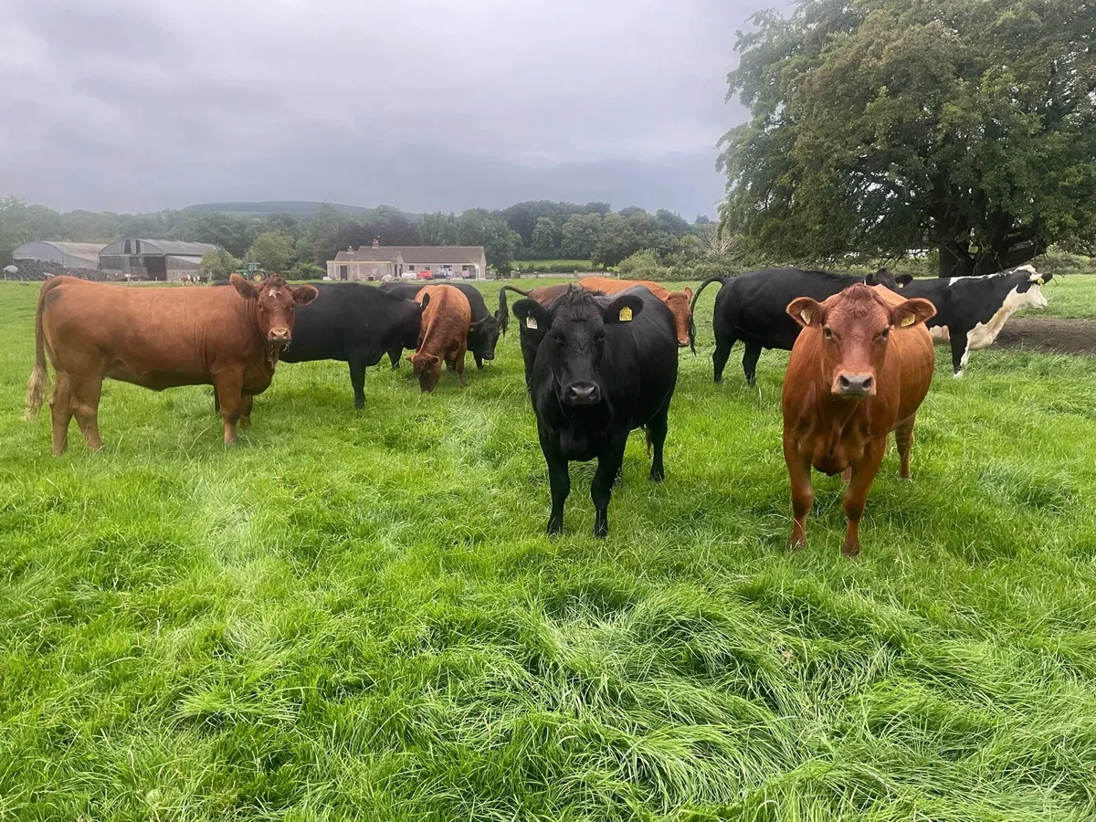 14 Angus heifers Templemore Mart tomorrow
