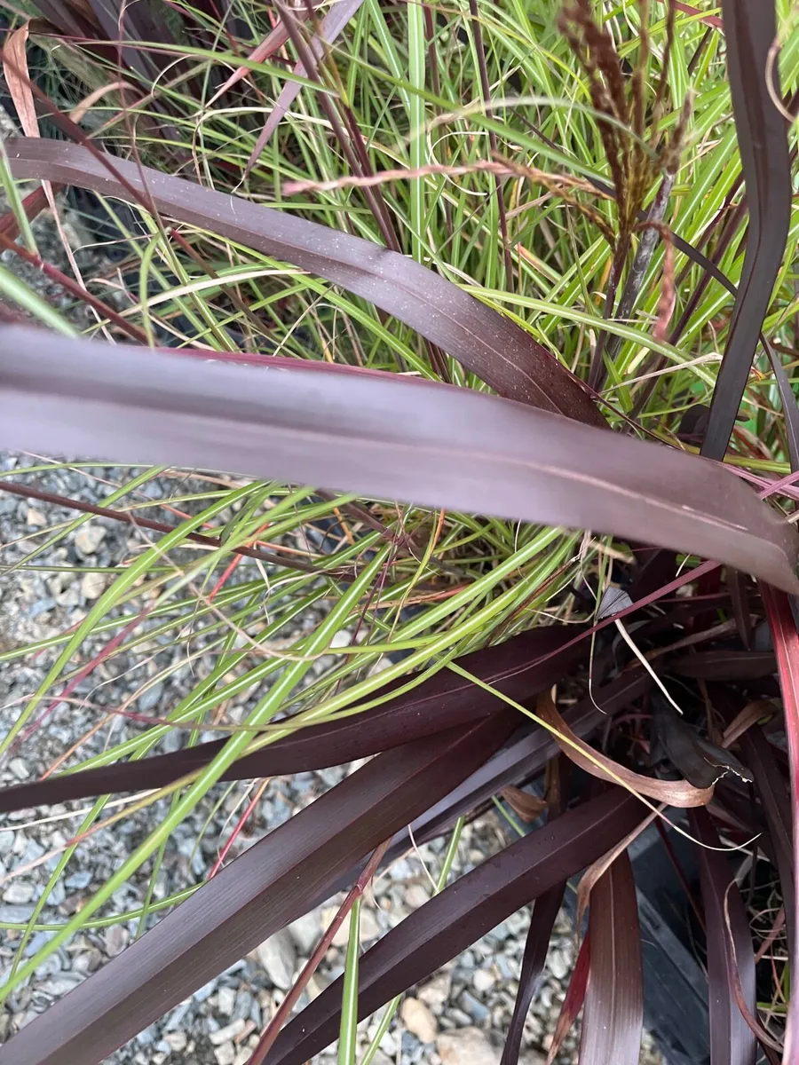 Phormium ‘Platts Black’