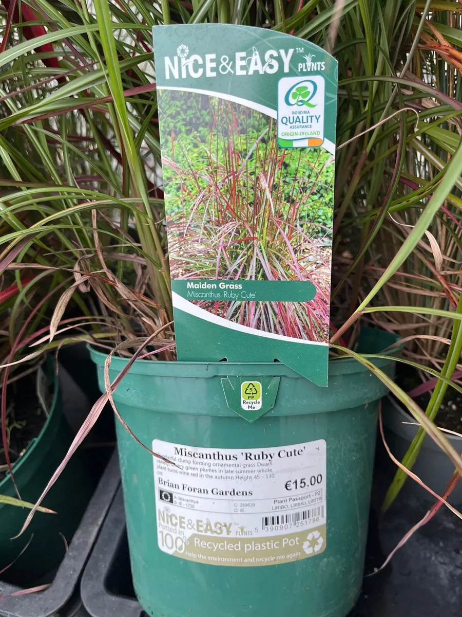 Miscanthus ‘Ruby Cute’ - Image 1