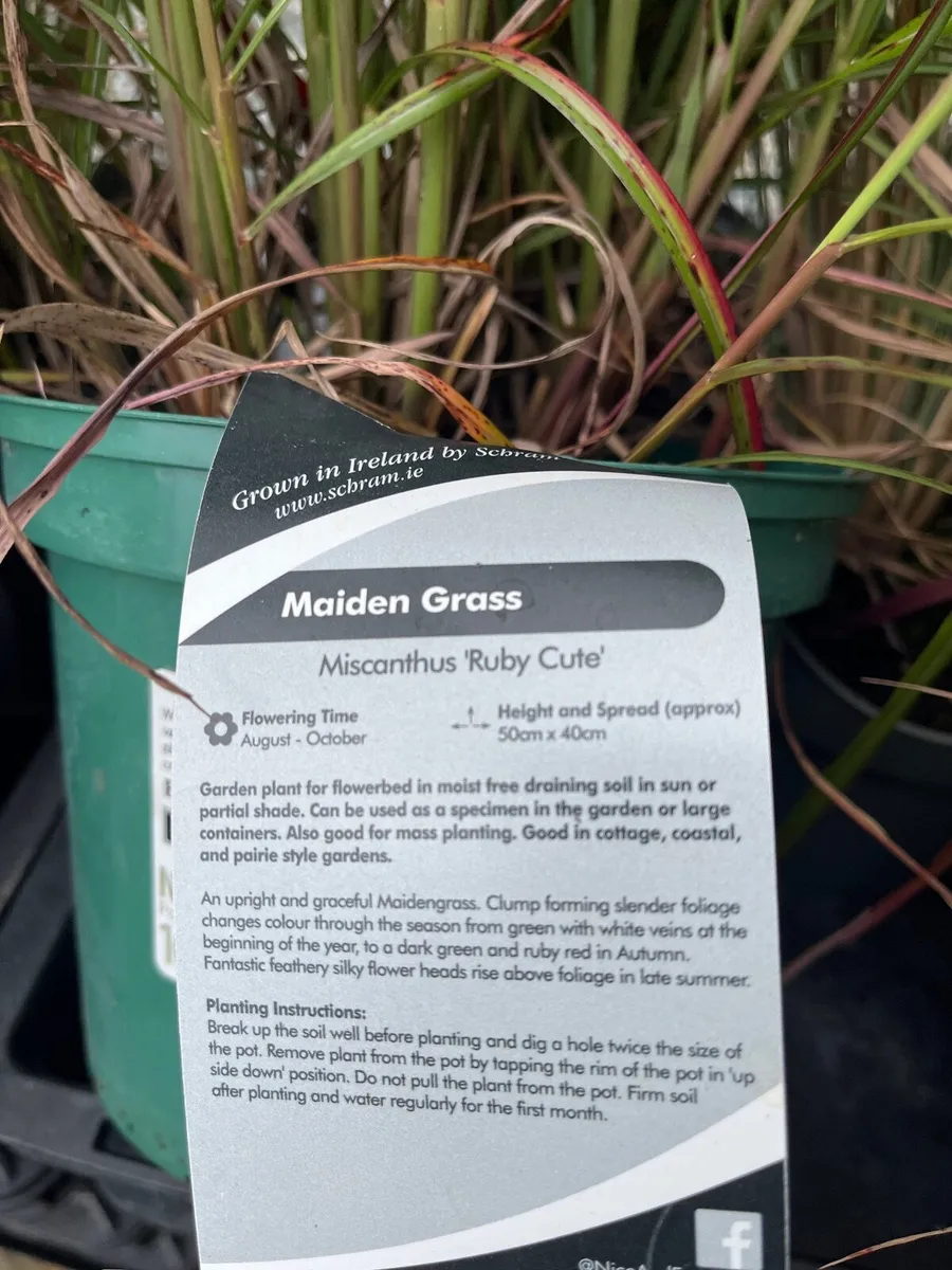 Miscanthus ‘Ruby Cute’ - Image 2