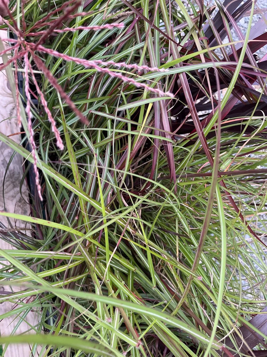 Miscanthus ‘Ruby Cute’ - Image 3
