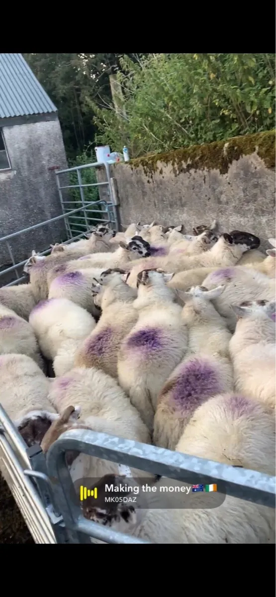 Brocky Ewe makers - Image 1