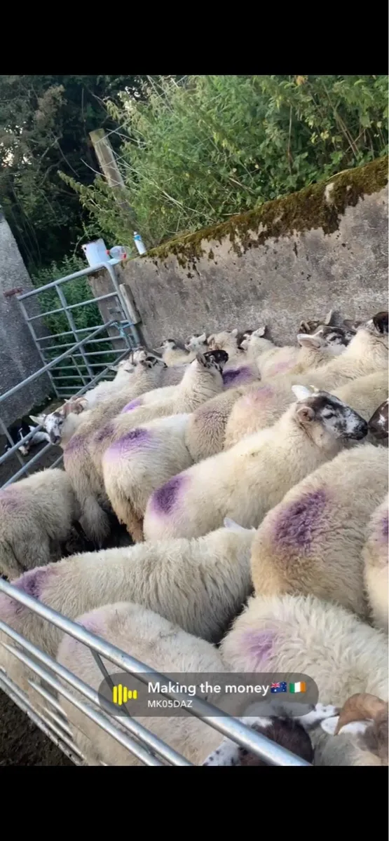 Brocky Ewe makers - Image 4