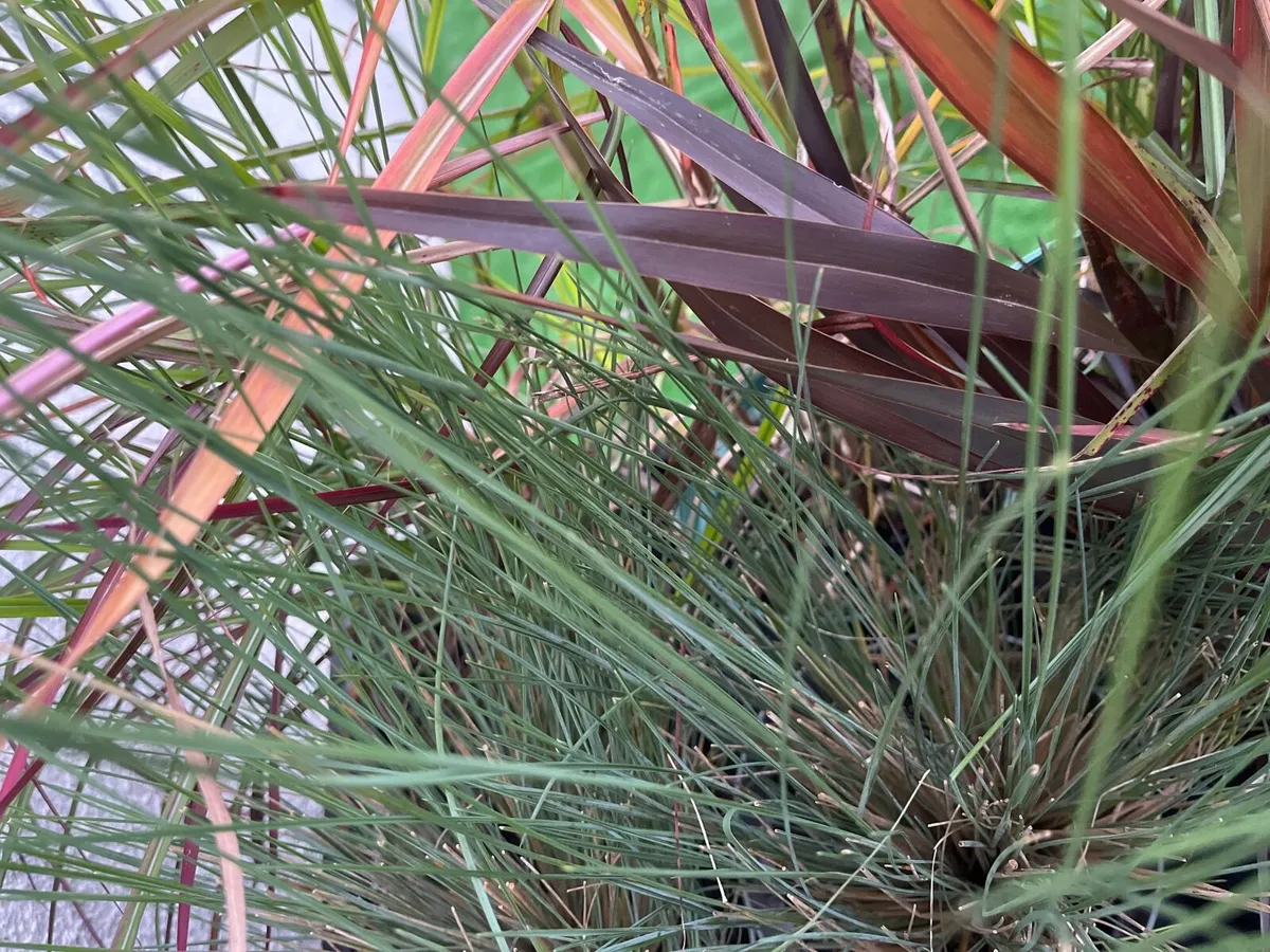 Festuca californica