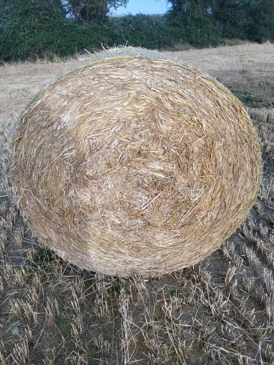 Spring barley straw 4x4 - Image 3