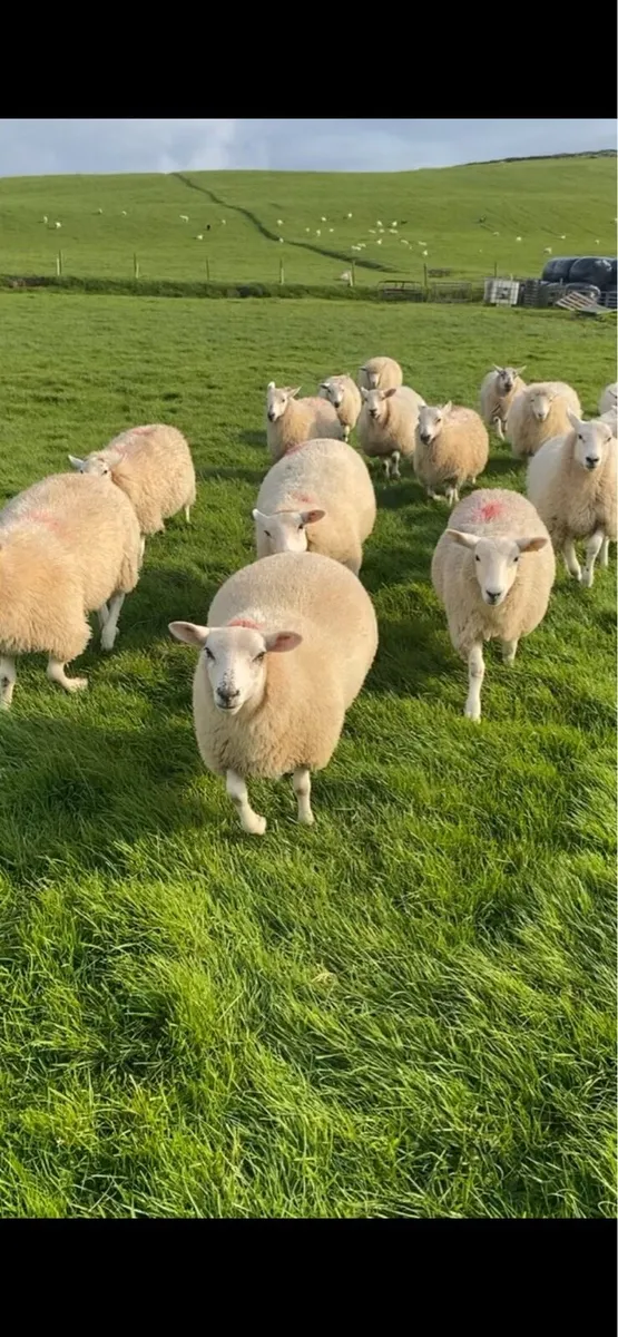 Breeding Ewe Lambs - Image 1