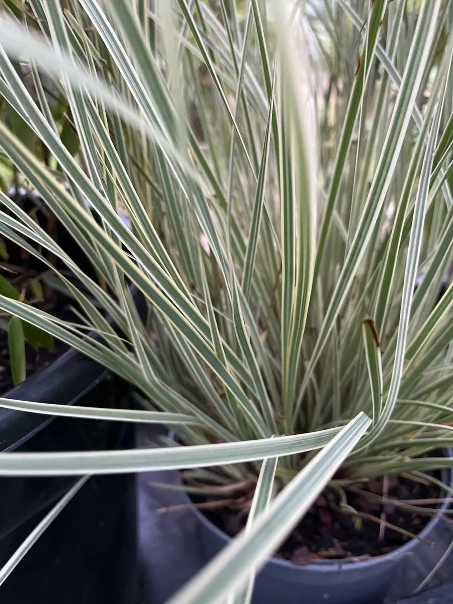 Lomandra ‘White Sands’