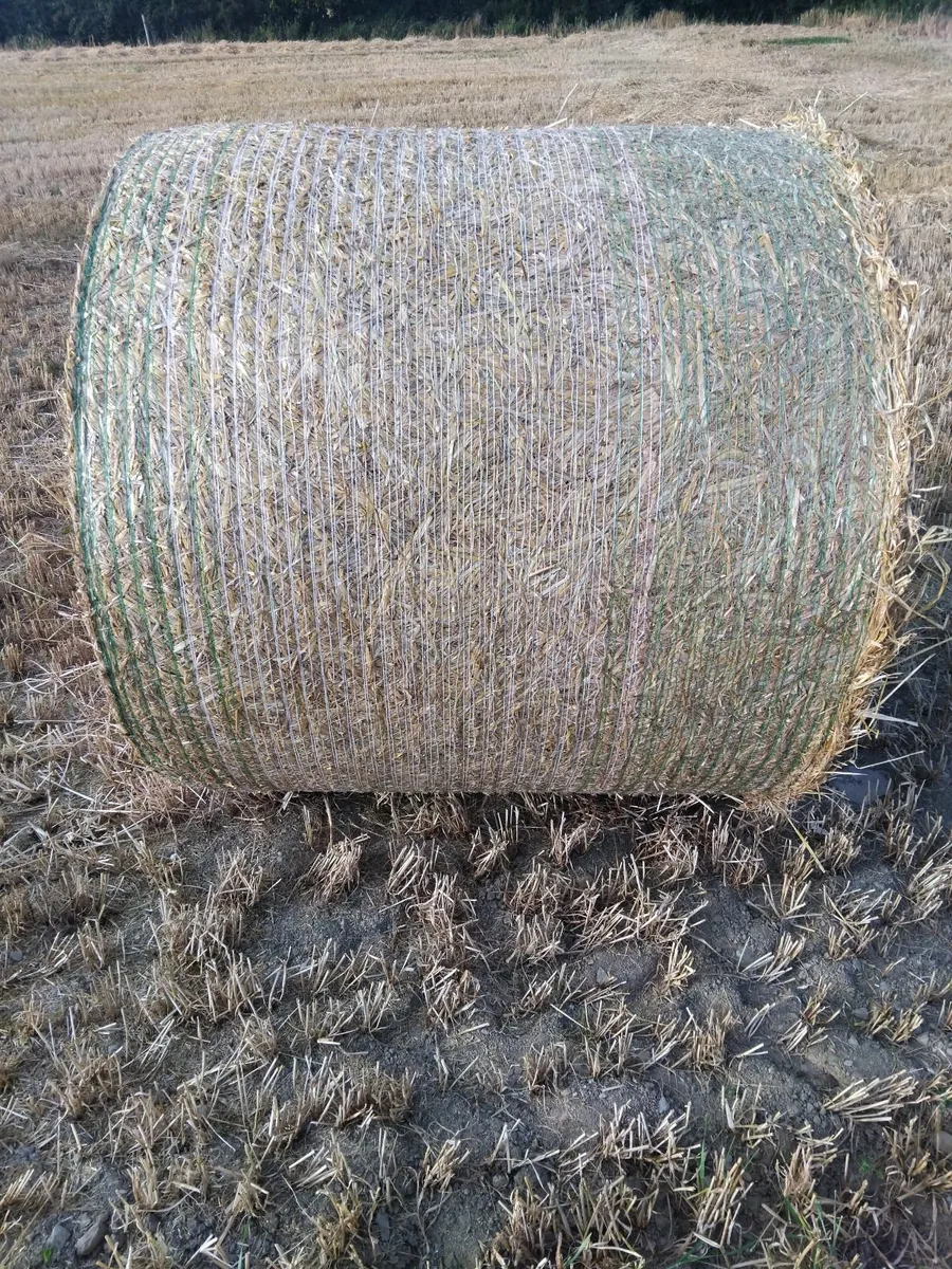 Spring barley straw 4x4 - Image 1