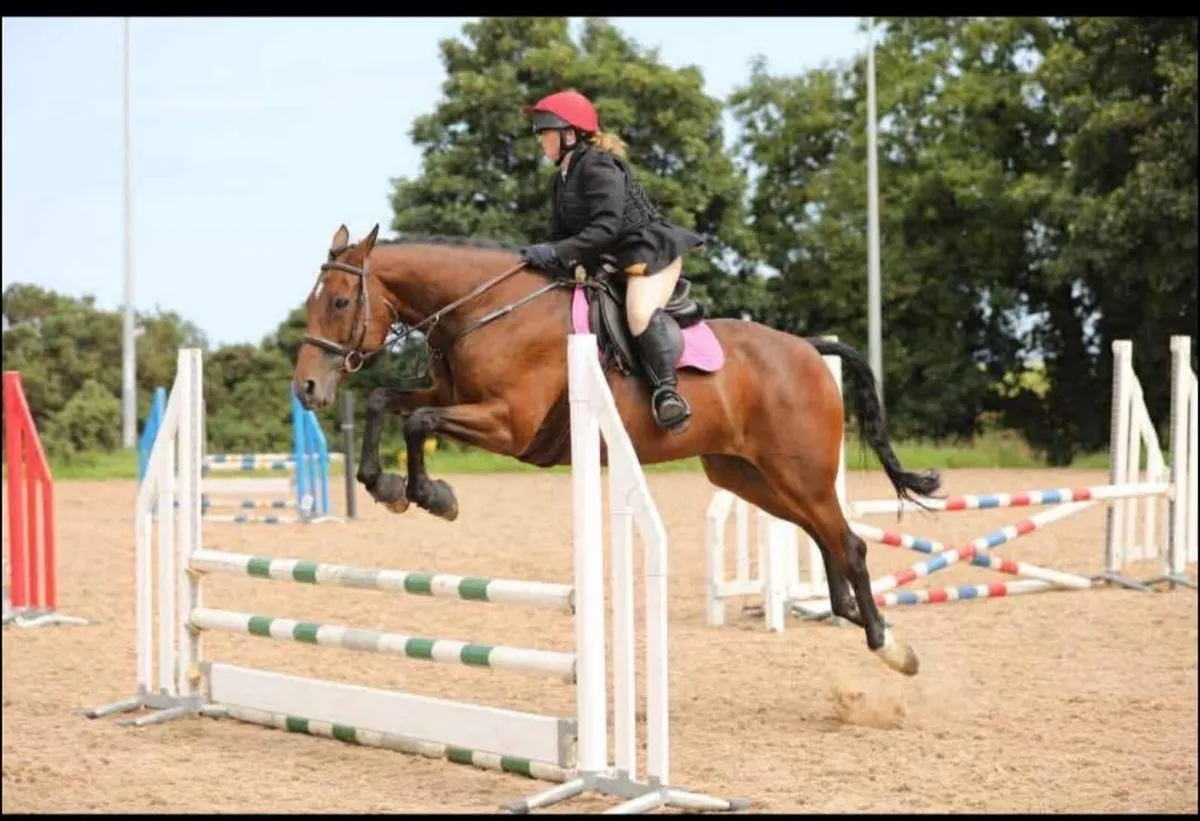Horse - Image 2